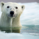 Image for article titled The best nature photo of the year is this badass polar bear